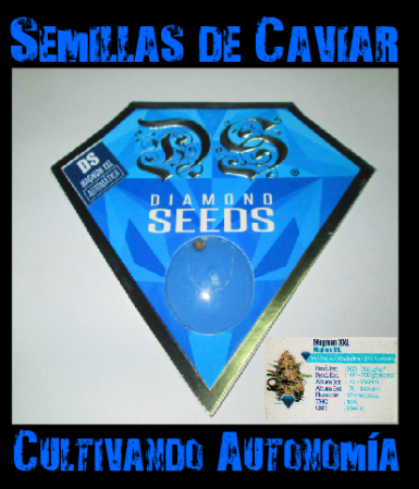 Magnum XXL auto  1 x $4.500